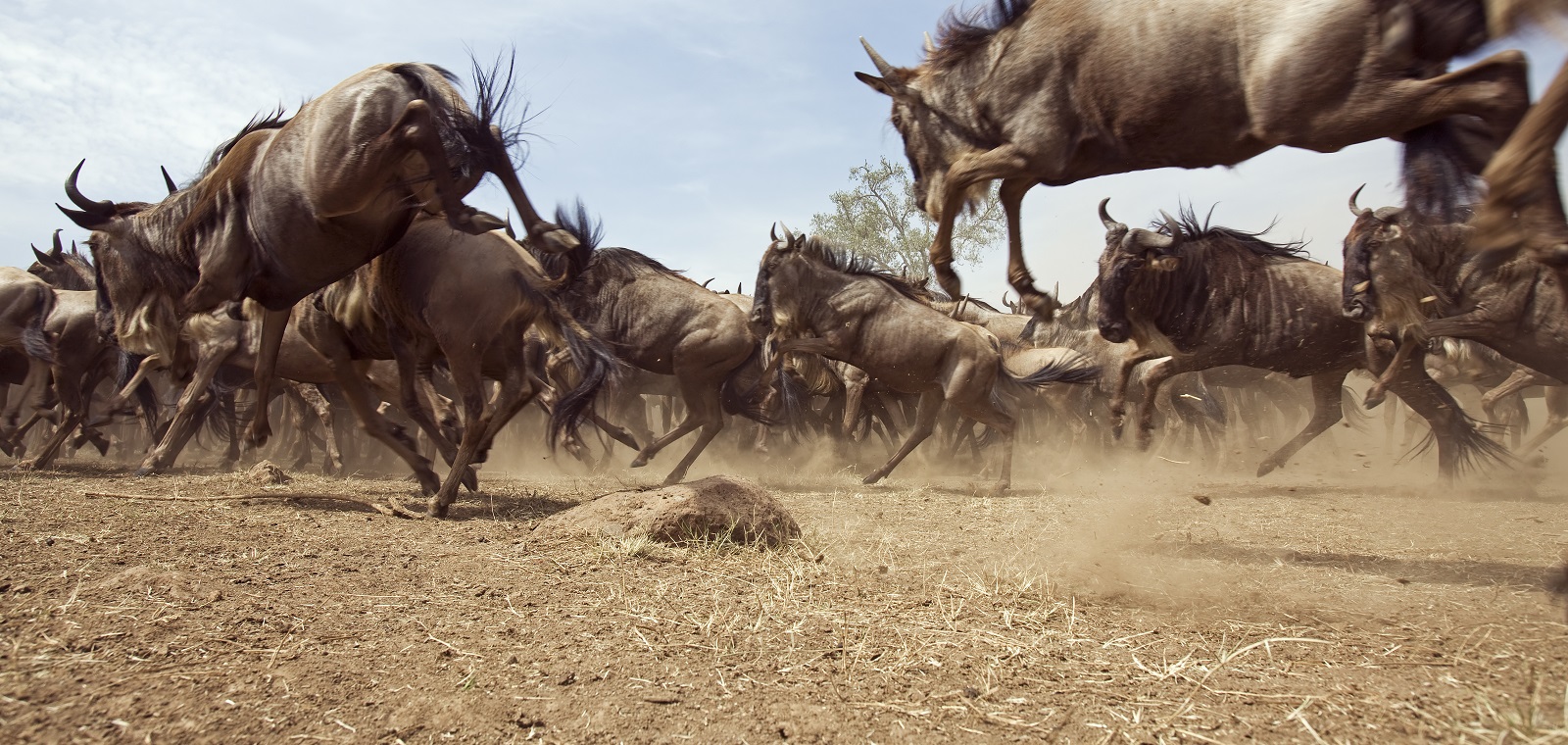 Eastern White-bearded Wildebeest herd running - wide angle perspective (Connochates taurinus). Maasai Mara National Reserve, Kenya. Aug 2008.
